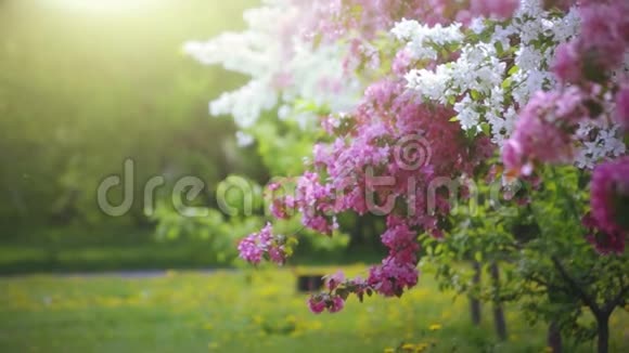 春暖花开的粉色和白色花朵视频的预览图