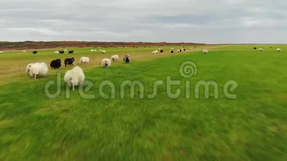 成群的羊在绿草上奔跑无人机射击视频的预览图