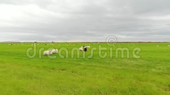 冰岛羊在绿色草地上觅食鸟瞰视频的预览图
