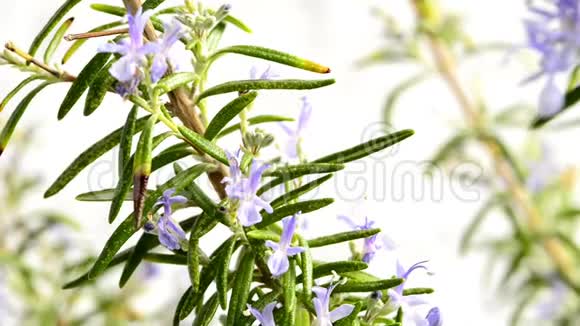 迷迭香药用植物和花卉香料视频的预览图