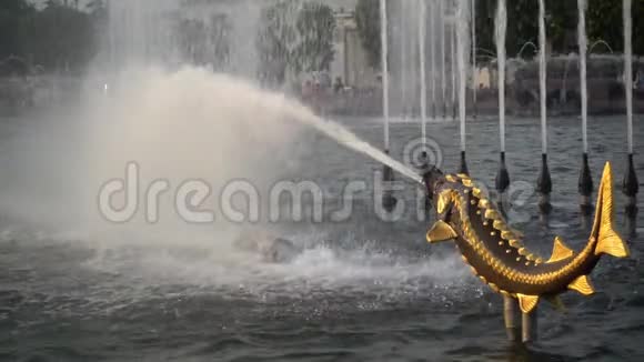 在一个巨大的喷泉中鱼的身影拍打着一股强大的水流视频的预览图