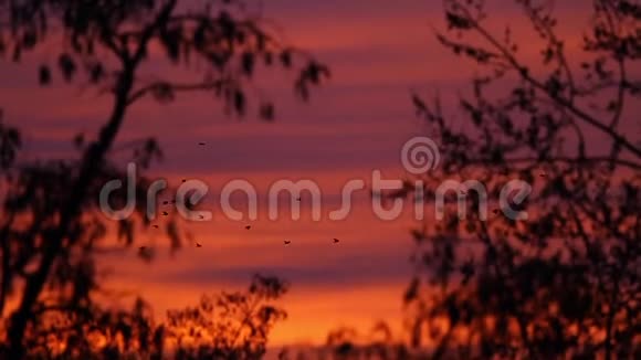 成群的乌鸦在红日落日的天空中缓缓飞翔视频的预览图