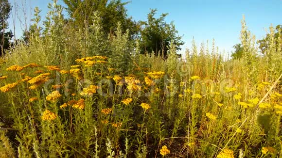 草原蓝天中的药用草本植物黄叶和艾草闷热的夏天视频的预览图