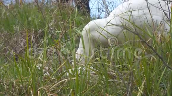 鹅在草地上吃草视频的预览图