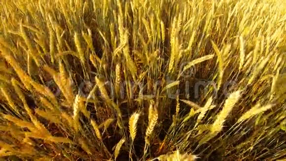 熟黄的麦穗在风中摇动在田野上俯瞰农业视频的预览图