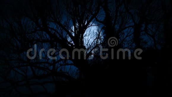 月亮透过树林里长满了老树视频的预览图