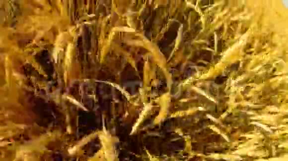 麦田农业成熟黄穗下飞虫视频的预览图