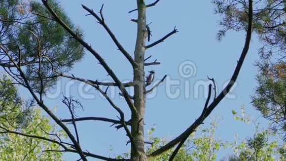 啄木鸟在一棵干树上挖空一块木头视频的预览图