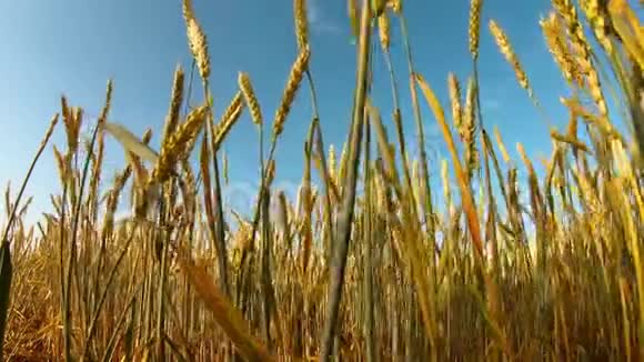 熟黄的麦穗在蓝蓝的天空中随着风底的景色而起伏视频的预览图