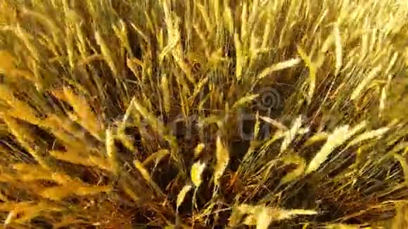 熟黄的麦穗在风中摇动俯视农业视频的预览图