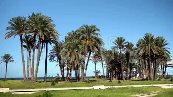 高大的棕榈树风摇动着树的叶子蓝色海洋背景上的棕榈树相机视频的预览图