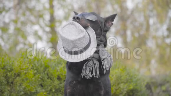 戴着墨镜戴着灰色围巾嘴里戴着灰色帽子挥舞着爪子的美丽的黑色杜伯曼狗在秋天摆姿势视频的预览图