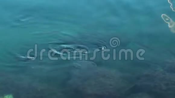 鱼在清澈的水里游泳小鱼把头贴在水面上鱼呼吸空气视频的预览图