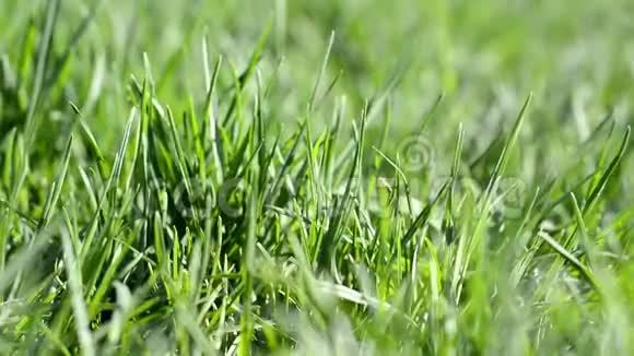 绿色多汁的草在阳光明媚的春天夏天视频的预览图