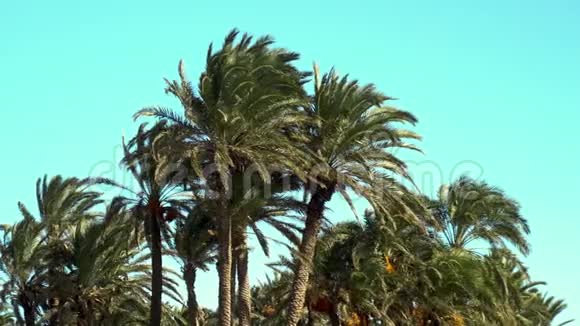 大风摇动棕榈树的叶子高绿的棕榈树特写背景蓝天视频的预览图