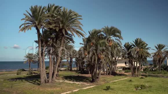 高大的棕榈树林间空地风吹动了树叶碧海中的棕榈树视频的预览图