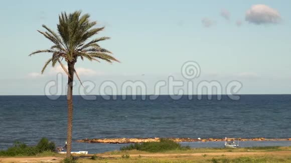 一棵孤独的棕榈树矗立在大海前地中海蓝色风摇动棕榈树发出波浪视频的预览图