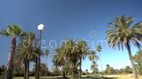 棕榈谷棕榈树沿着道路生长摄像机移动并移除棕榈树天气晴朗视频的预览图