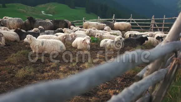 山地高原牧场上的羊群视频的预览图