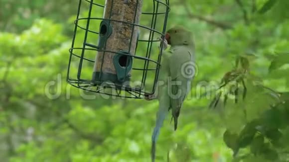 绿鹦鹉爬花园里的食槽视频的预览图