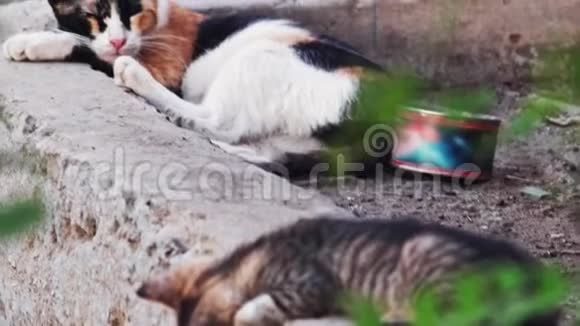 三色猫睡觉视频的预览图