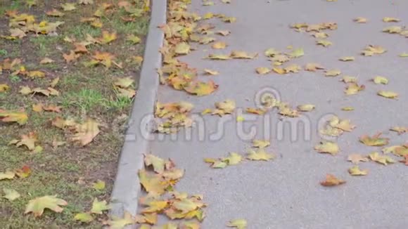 秋天阴天城市公园的人行道上落下的黄色枫叶视频的预览图