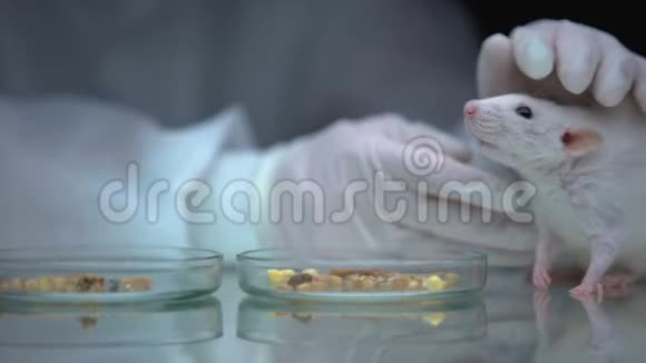 科学家与老鼠和食物在桌上转基因实验动物研究视频的预览图