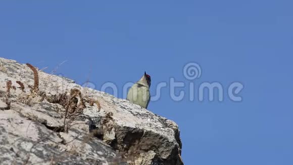 在晴朗的秋日灰头啄木鸟坐在岩石上在蓝天背景上唱歌视频的预览图