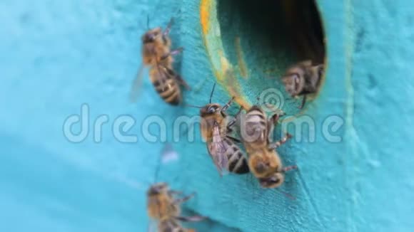 木制蜂巢和蜜蜂视频的预览图