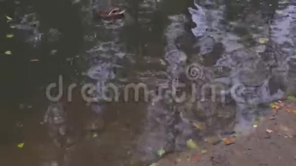 秋天野鸭在城市公园的池塘里游泳视频的预览图