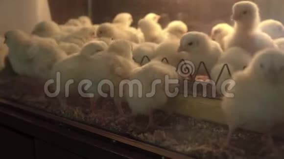 孵化器里有很多鸡视频的预览图