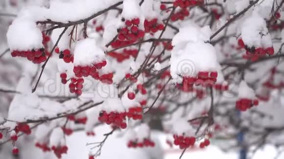 冬天的振动树红色浆果覆盖着雪无叶树枝上的雪美丽的冬季景观公园视频的预览图