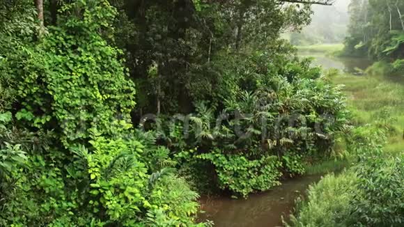 非洲丛林中平静的早晨热带雨林与小河充满活力的绿色叶子大部分是马达加斯加特有的视频的预览图