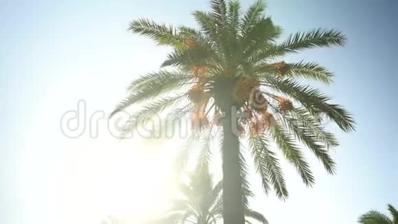 绿色的棕榈树矗立在阳光明媚的天气里阳光照在棕榈树后面刺眼的阳光基本观点视频的预览图