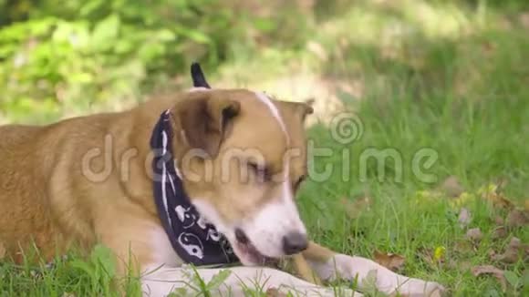 一只橙色的狗躺在草地上咀嚼骨头视频的预览图