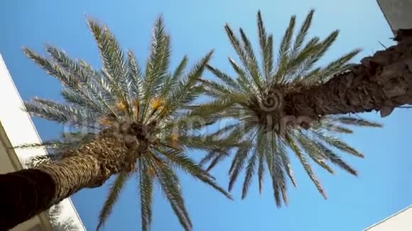 院子中央矗立着两棵绿色的棕榈树从下面看相机在旋转视频的预览图