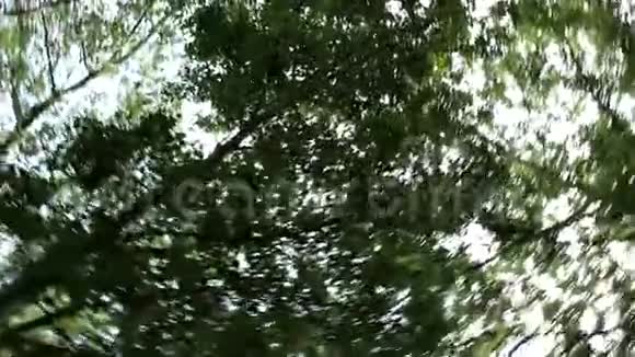 树从底部开始它在一个圆圈中移动视频的预览图