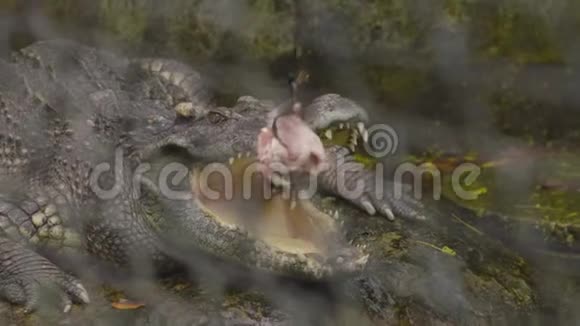 一群鳞鳄等待食物诱饵视频的预览图