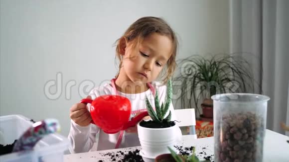一个小女孩在家里重新种植后正在给家里浇水室内视频的预览图