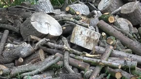 森林边缘的一堆木头原木视频的预览图