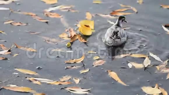灰色的幻影在秋湖中游来游去视频的预览图