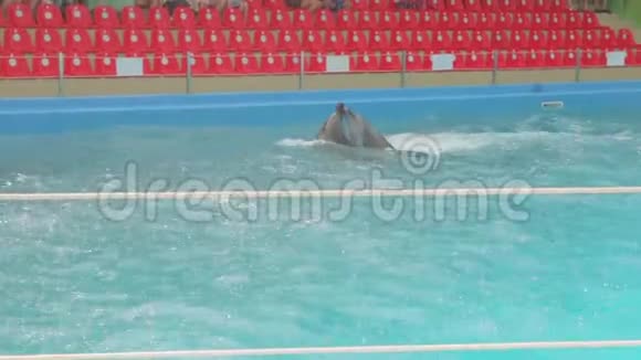 海豚夫妇游泳视频的预览图