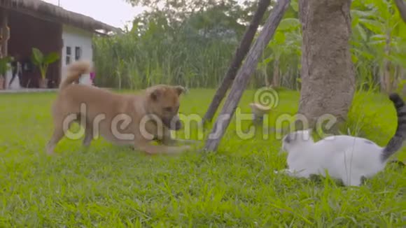 在院子的草地上玩耍的狗和猫视频的预览图
