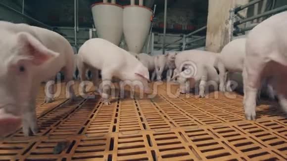 好奇的猪在农场院子里游荡视频的预览图
