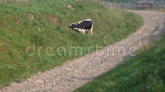 牛在村里的路附近吃草视频的预览图
