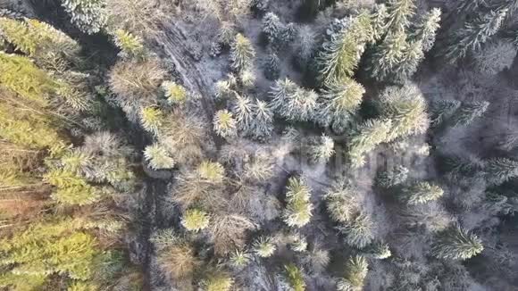 在霜冻森林上空空中观景台视频的预览图
