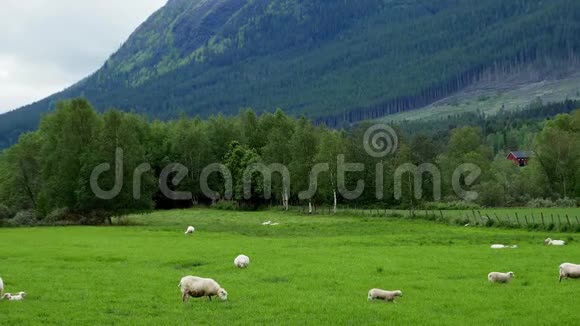 在挪威的一座森林山附近的农场牧场绵羊和羔羊平静地在绿草上放牧视频的预览图