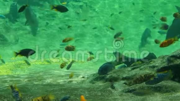 大型热带鱼在水族馆游泳美丽的热带鱼视频的预览图