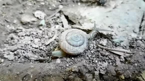 蜗牛在野外拖壳视频的预览图