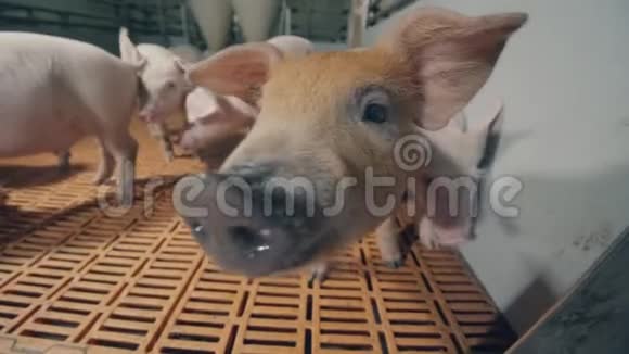 农场院子里有几只小猪在嗅照相机视频的预览图